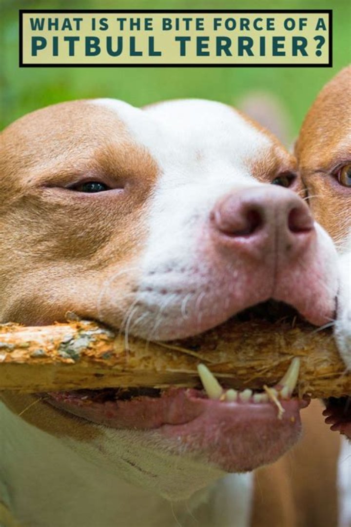 The Ultimate Guide to Understanding the Bite Force of a Pitbull